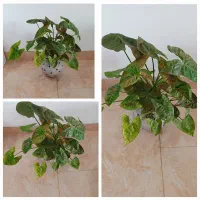 سینگنیوم زیبا
