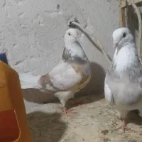 کبوترتهرانی شازده زرد دوخط