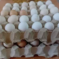 تخم مرغ بومی تازه خوشمزه