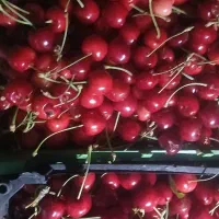 گیلاس تک دانه درجه۱قیمت ۲۰۰