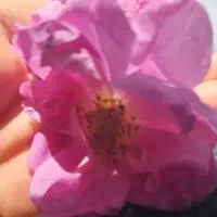 گل  و غنچه خشک شده