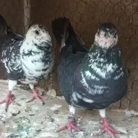 سوسکی بزک .گراف