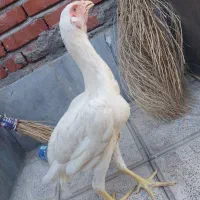 دو جفت جوجه لاری