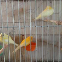 پرنده ،قناری نر  و ماده ابلغ زرد