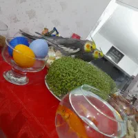 گمشده|حیوانات|سنندج, |دیوار