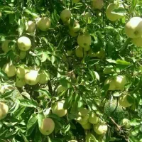 باغ-فروشی-کاشان-راوندنزدیک-آبشارنیاسر