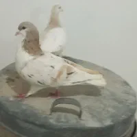 کبوتر چپ وکله سینه ودم سفید