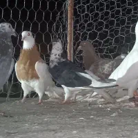 3 تا ماده