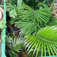 سیکاس سه برگی نایلکسی پرس