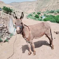 خر نر اخته