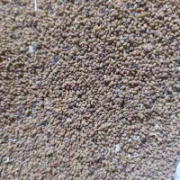 بذر|گل و گیاه طبیعی|زاهدان, |دیوار