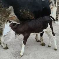 گاو گوساله سیمینتال