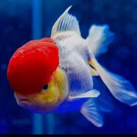 انواع ماهی گوشت خوار و گیاه خوار و لوازم آکواریوم
