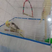 دوعدد عروس