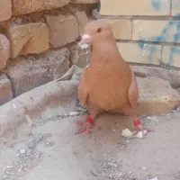 ماده زرد