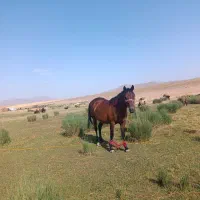 اسب کهر