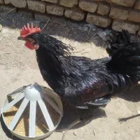 خروس سیاه
