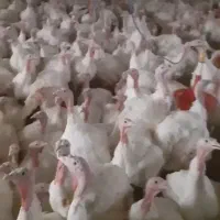 بوقلمون زنده گوشتی وزن ۸ تا ۱۲ کیلو