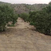 فروش باغ