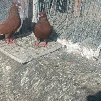 کفتر بوم