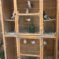 گنجه دوطبقه مناسب کفتر مرغ وخروس وسگ وگربه