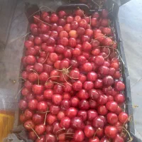 گیلاس مشگین شهر