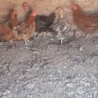 مرغ محلی