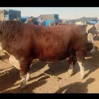 فروش و خرید گوساله نر یا ماده نقدی