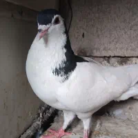 کبوتر ماده
