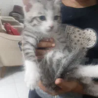 واگذاری رایگان بچه گربه۲ماهه