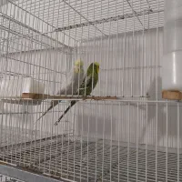 پرنده مرغ عشق انگلیسی