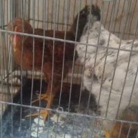 مرغ و خروس 3ماهه