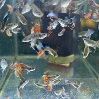 گوپی تایگر زبرا اسکار ماهی آکواریوم رو گرون نخرید