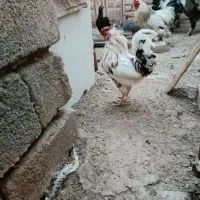 خروس