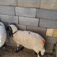 بره نر سبک