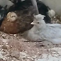 جوجه