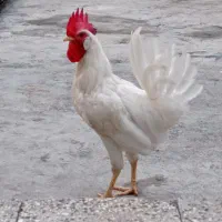 خروس