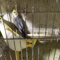 عروس|پرنده|اردبیل, |دیوار