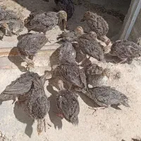 جوجه بقلمون برنز و جوجه مرغ و برهما