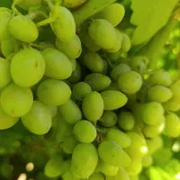 قوره عسگری آب دار