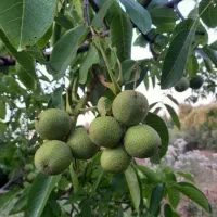 گردو سبز تازه