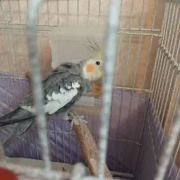 عروس هلندی