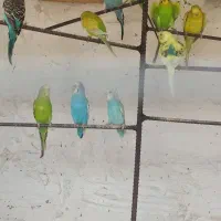 مرغ عشق