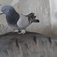 کبوتر.|پرنده|فارسان, |دیوار