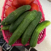 خیار محلی