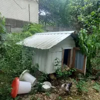 لانه مرغ و خروس و...