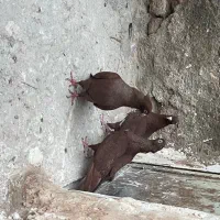 کبوتر