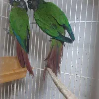 طوطی گرینچیک