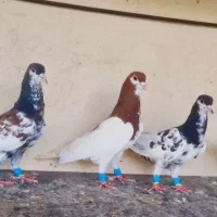 ۶تا کبوتر یال باهم