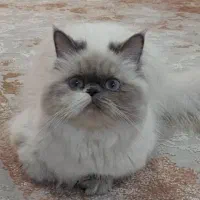 گربه|گربه|بجنورد, |دیوار